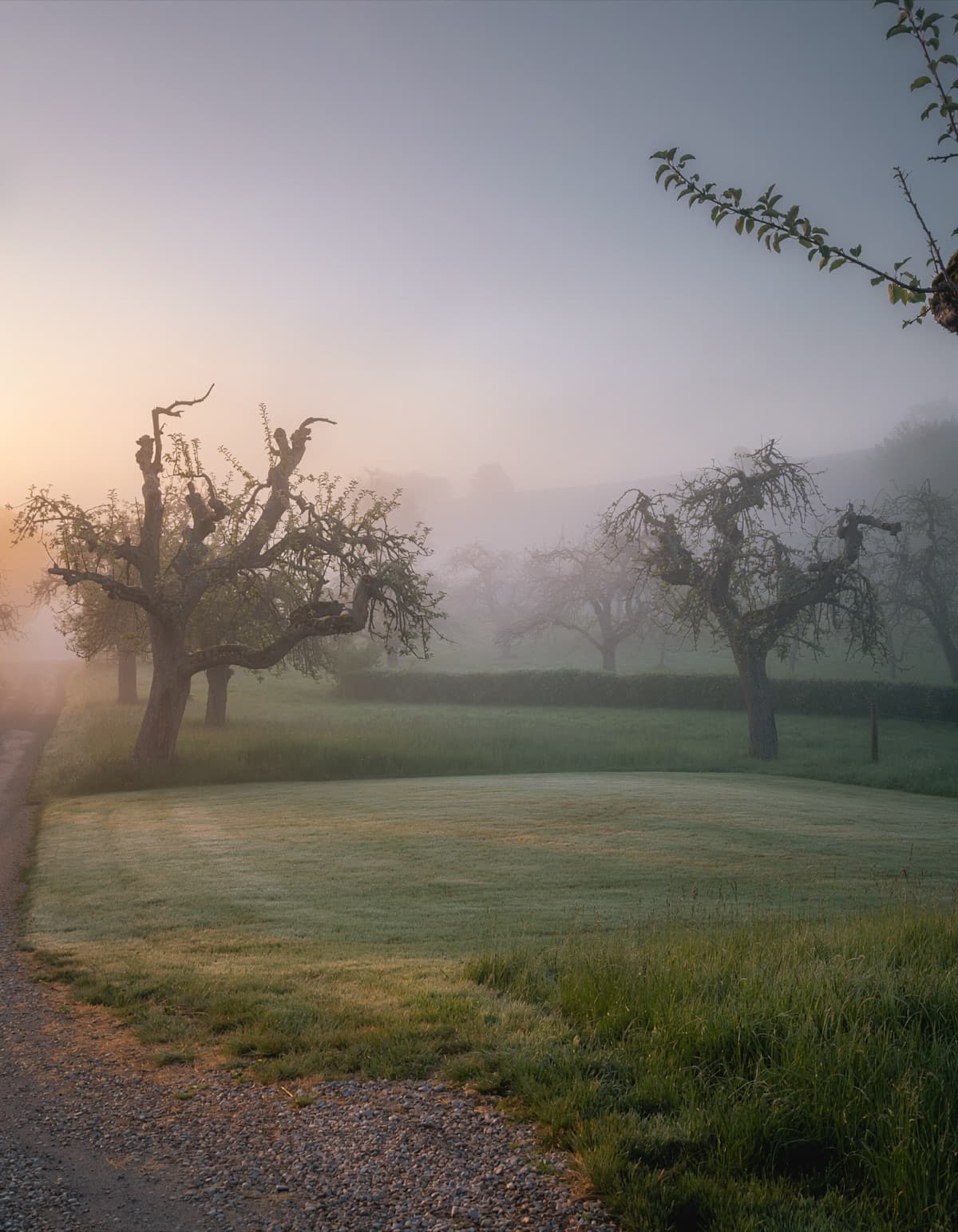 Streuobstwiese im Morgennebel mit einem gemähten Stellplatz